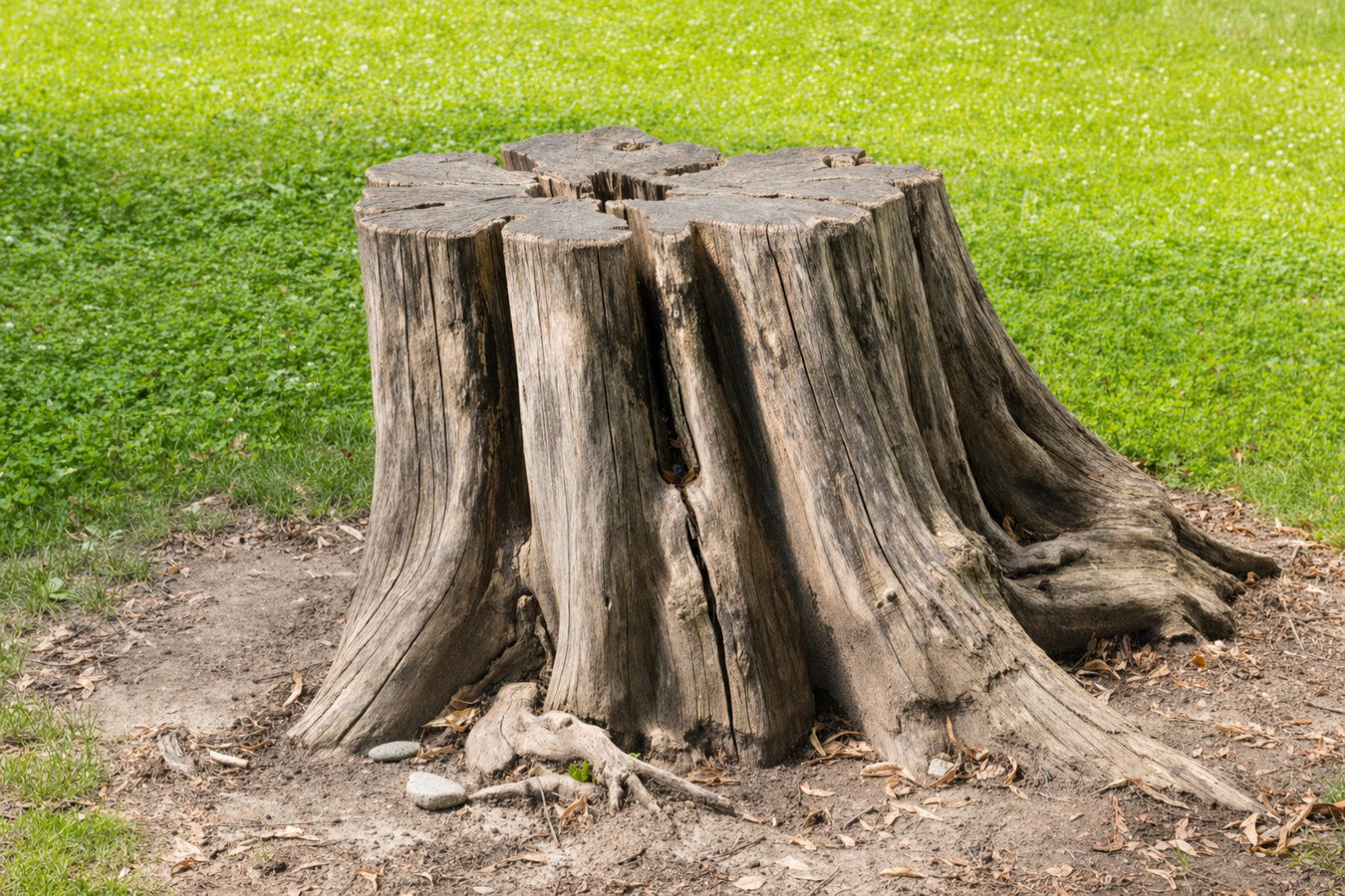 Stump removal in East San Gabriel, CA