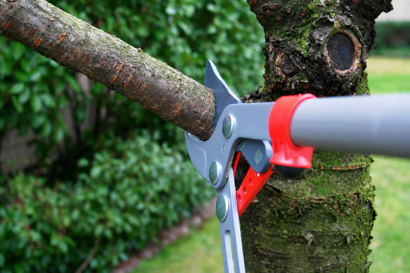 Tree trimming in East San Gabriel, CA